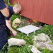 Kungsgården: Hund fastnade under byggnad