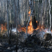 Enånger: Skogsbrand vid Berghem