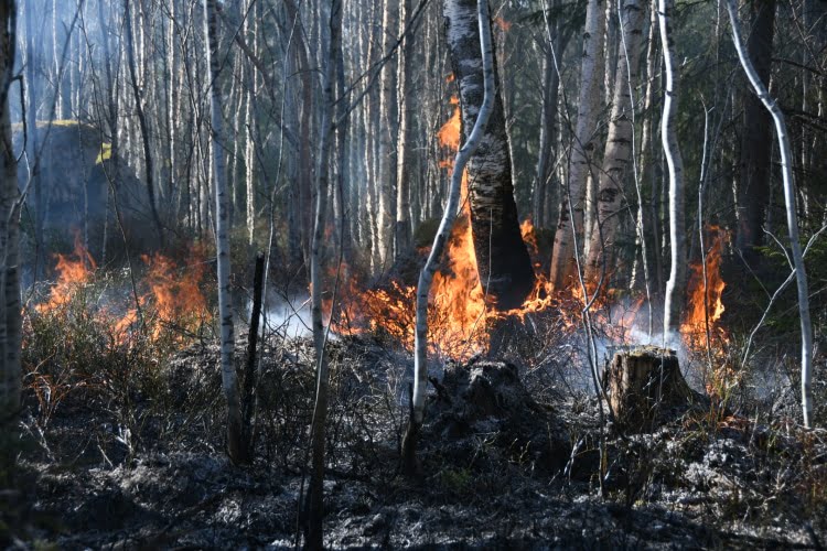 Foto: Daniel Sjöholm