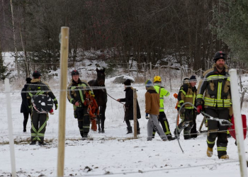 Sandviken: Häst fastnade i ett dike
