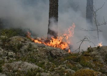 Njutånger: Skogsbrand på Skälmoberget
